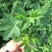 紫花苜蓿草种籽多年生牧草种子四季养殖喂羊牛鸡鸭鹅草鱼牧草