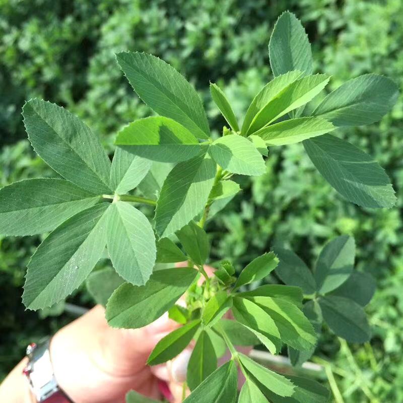 紫花苜蓿草种籽多年生牧草种子四季养殖喂羊牛鸡鸭鹅草鱼牧草