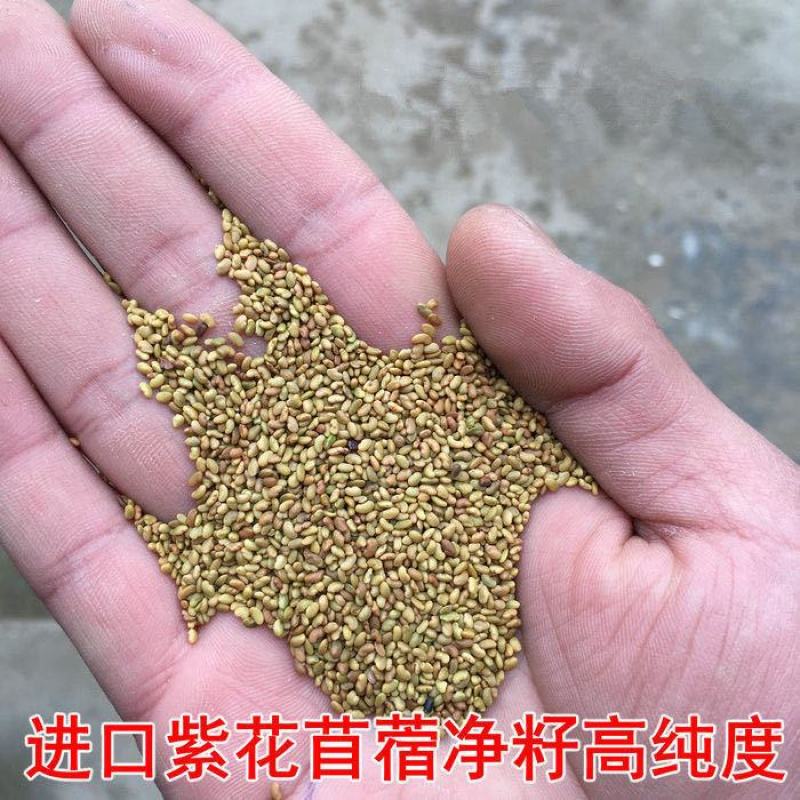 紫花苜蓿草种籽多年生牧草种子四季养殖喂羊牛鸡鸭鹅草鱼牧草