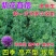 紫花苜蓿草种籽多年生牧草种子四季养殖喂羊牛鸡鸭鹅草鱼牧草
