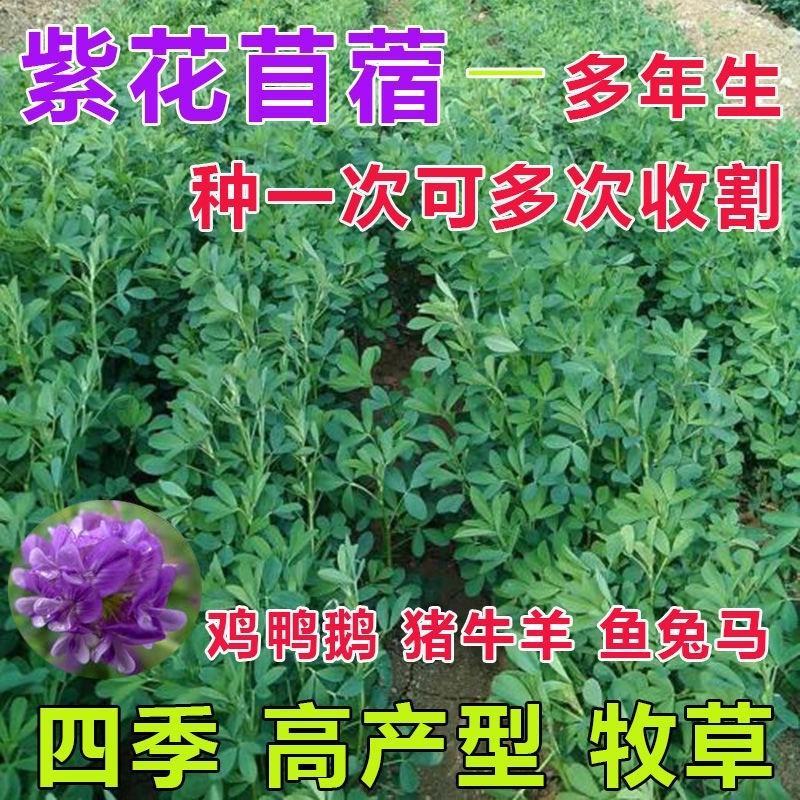紫花苜蓿草种籽多年生牧草种子四季养殖喂羊牛鸡鸭鹅草鱼牧草