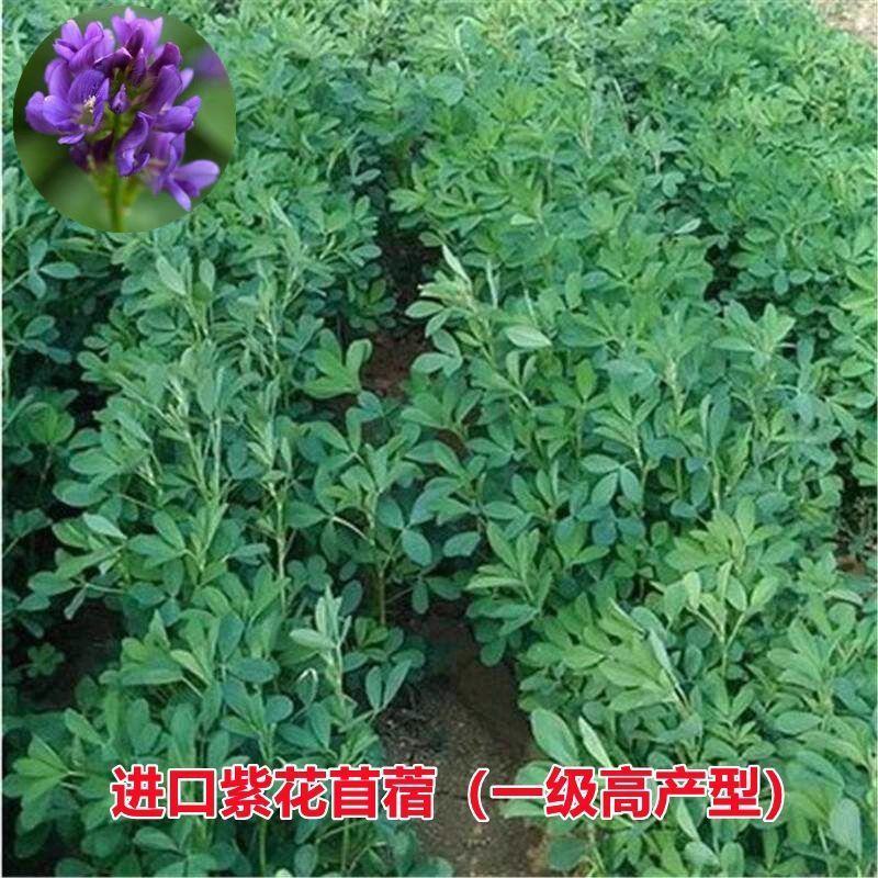 紫花苜蓿草种籽多年生牧草种子四季养殖喂羊牛鸡鸭鹅草鱼牧草