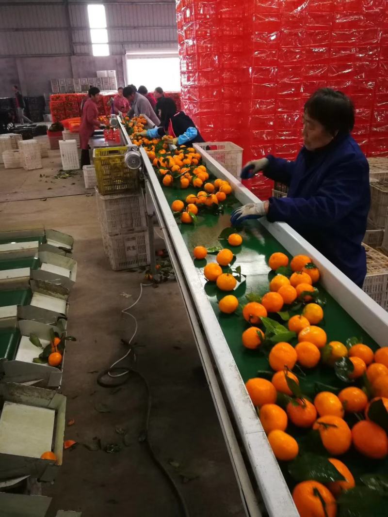 精品蜜橘、小叶桔产地批发无需加工看货采货爽口化渣口感纯甜