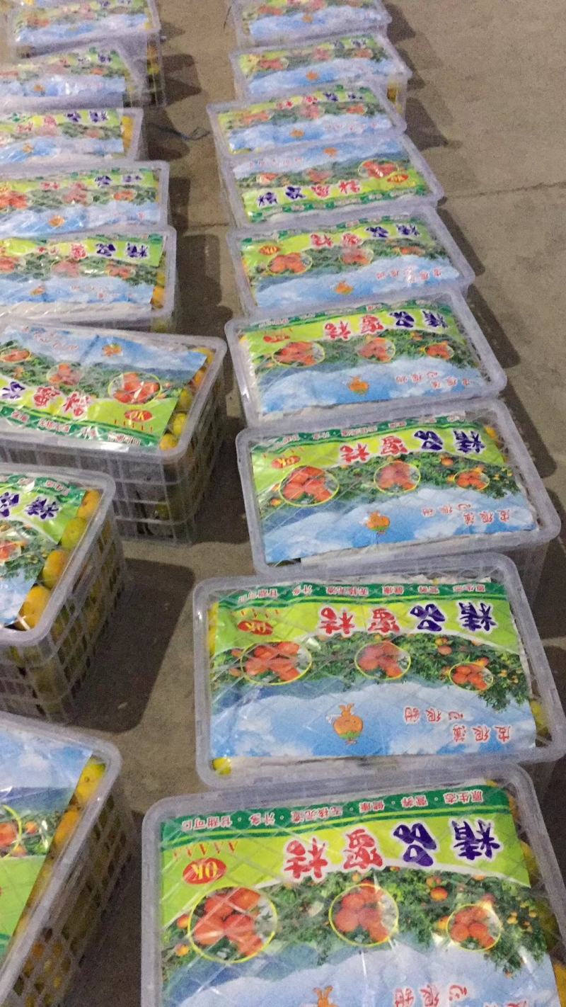 精品蜜橘、小叶桔产地批发无需加工看货采货爽口化渣口感纯甜
