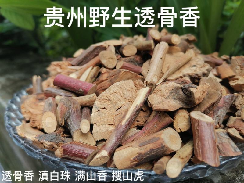 透骨香贵州野生中药材透骨香中草药透骨草满山香搜山虎浓香