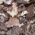 茯苓丁无硫药店市场放心购买