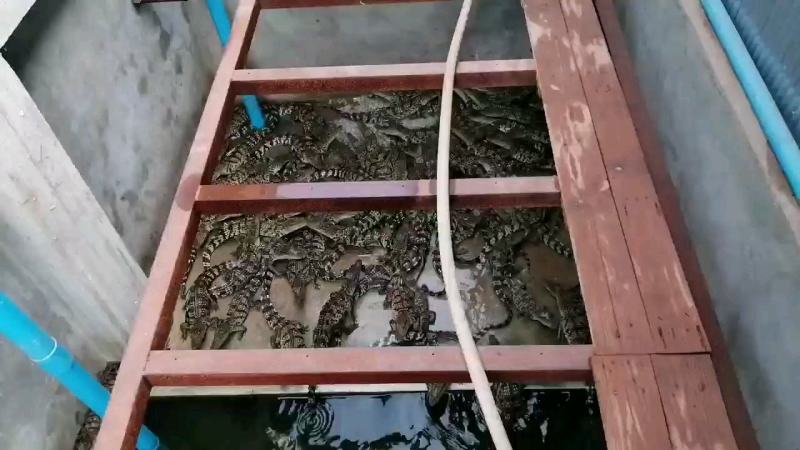 商品鳄鱼几十公分到几十斤都有货可以配发农业标签合法养殖