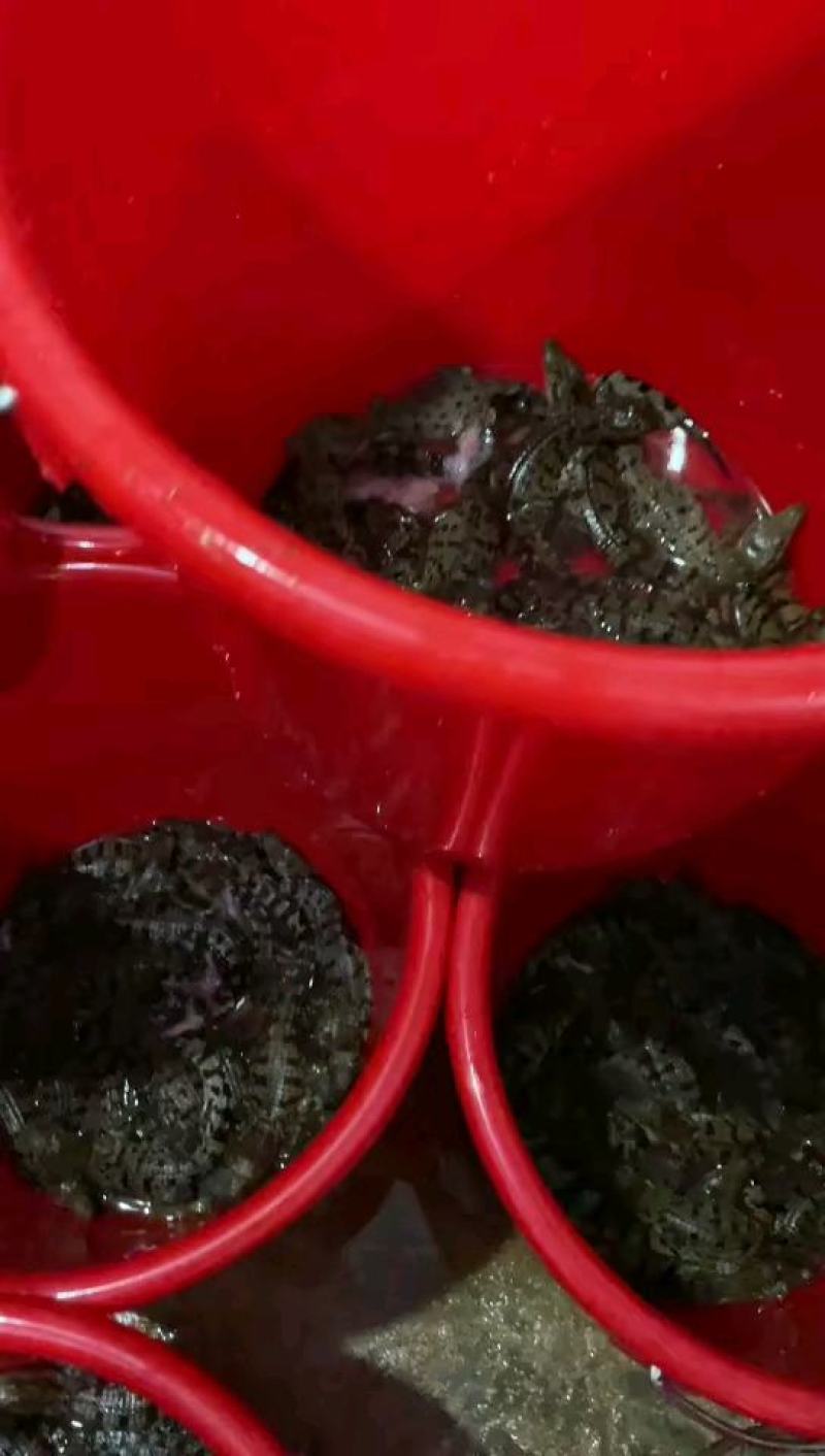 商品鳄鱼几十公分到几十斤都有货可以配发农业标签合法养殖