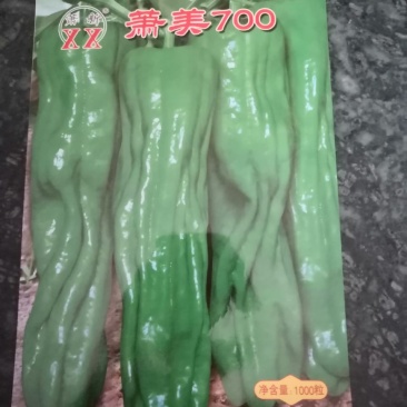 温室大棚早春秋延后大果型专用潇美700辣椒种