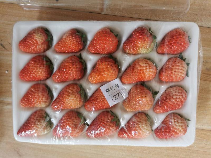 丹东九九草莓烘培巧克力包装寻求各地经销商批发商