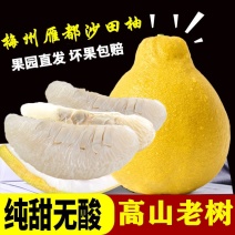 梅州沙田柚金柚小果次果新鲜水果高山老树甜度高代办加工清