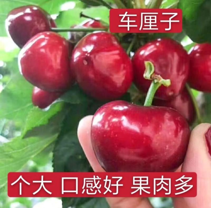 正宗嫁接樱桃苗美早樱桃，俄八，鲁樱三号，齐早樱桃布鲁克斯