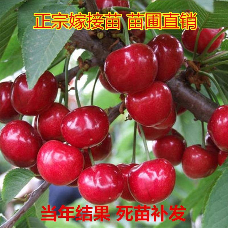 正宗嫁接樱桃苗美早樱桃，俄八，鲁樱三号，齐早樱桃布鲁克斯