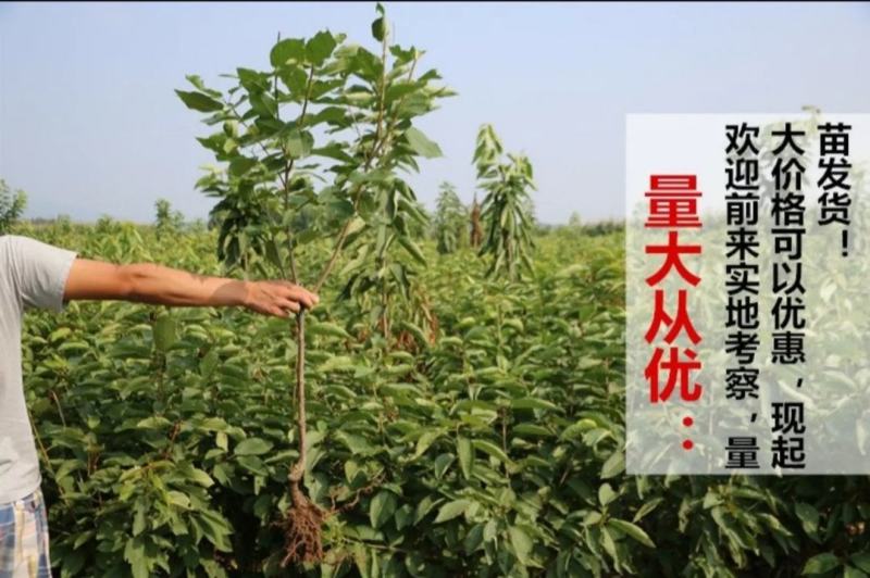 正宗嫁接樱桃苗美早樱桃，俄八，鲁樱三号，齐早樱桃布鲁克斯