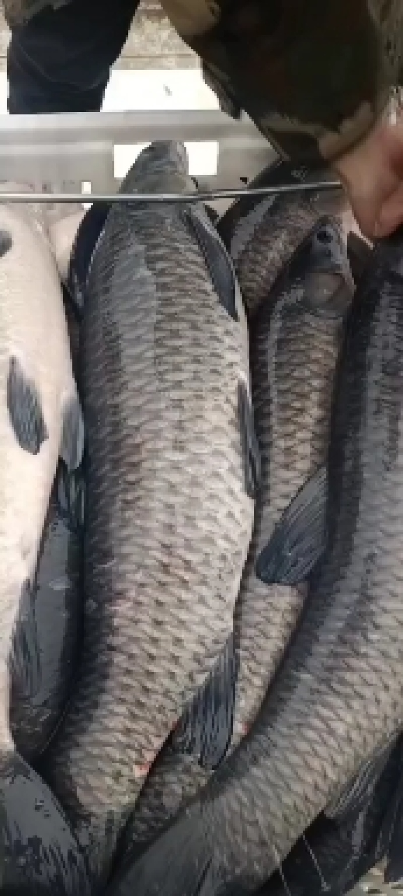 青鱼青鱼，水车配送，成活率有保障，长年有货，