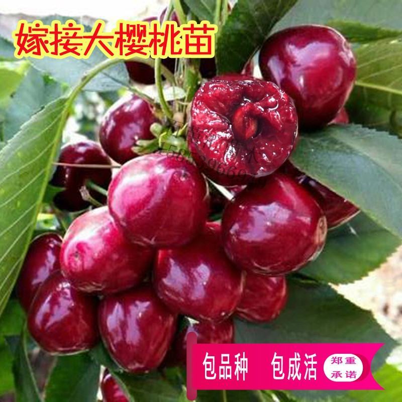 正宗嫁接樱桃苗美早樱桃，俄八，鲁樱三号，齐早樱桃布鲁克斯