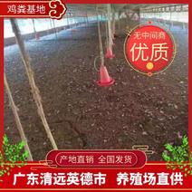 【大量】广东鸡粪禽畜粪便无杂质高效有机肥供货稳定欢迎