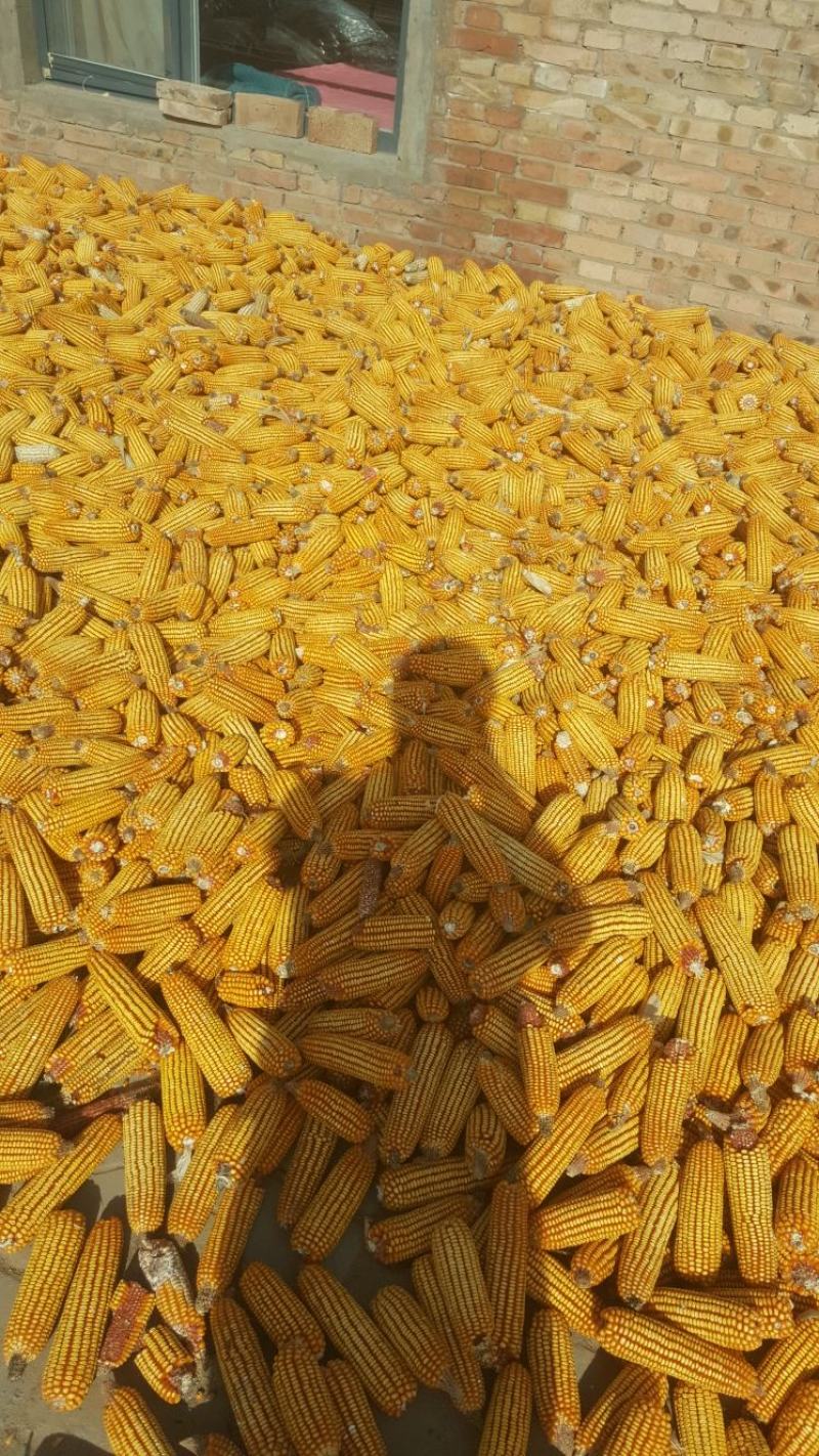 陕北秋粮玉米大量上市