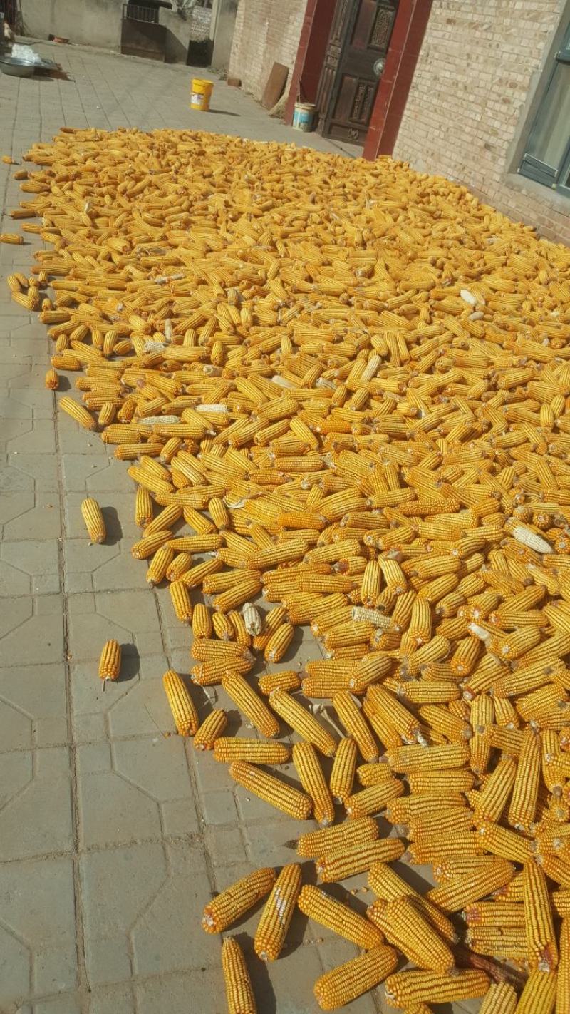 陕北秋粮玉米大量上市