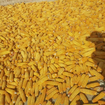 陕北秋粮玉米大量上市
