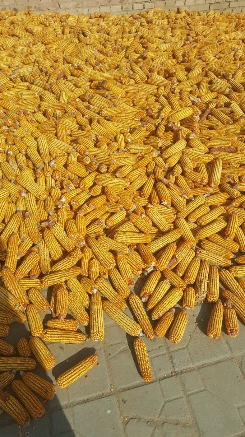 陕北秋粮玉米大量上市