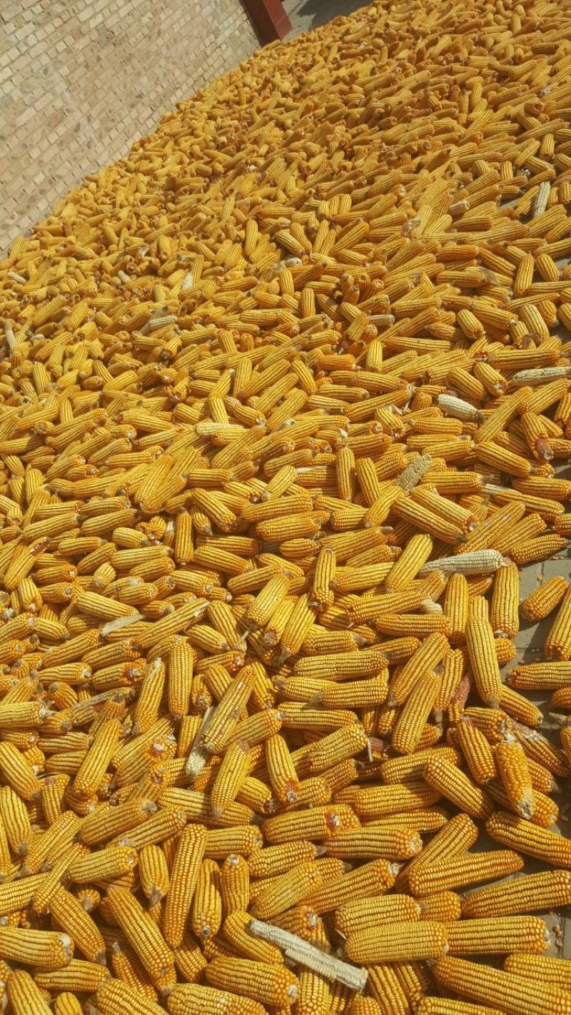 陕北秋粮玉米大量上市