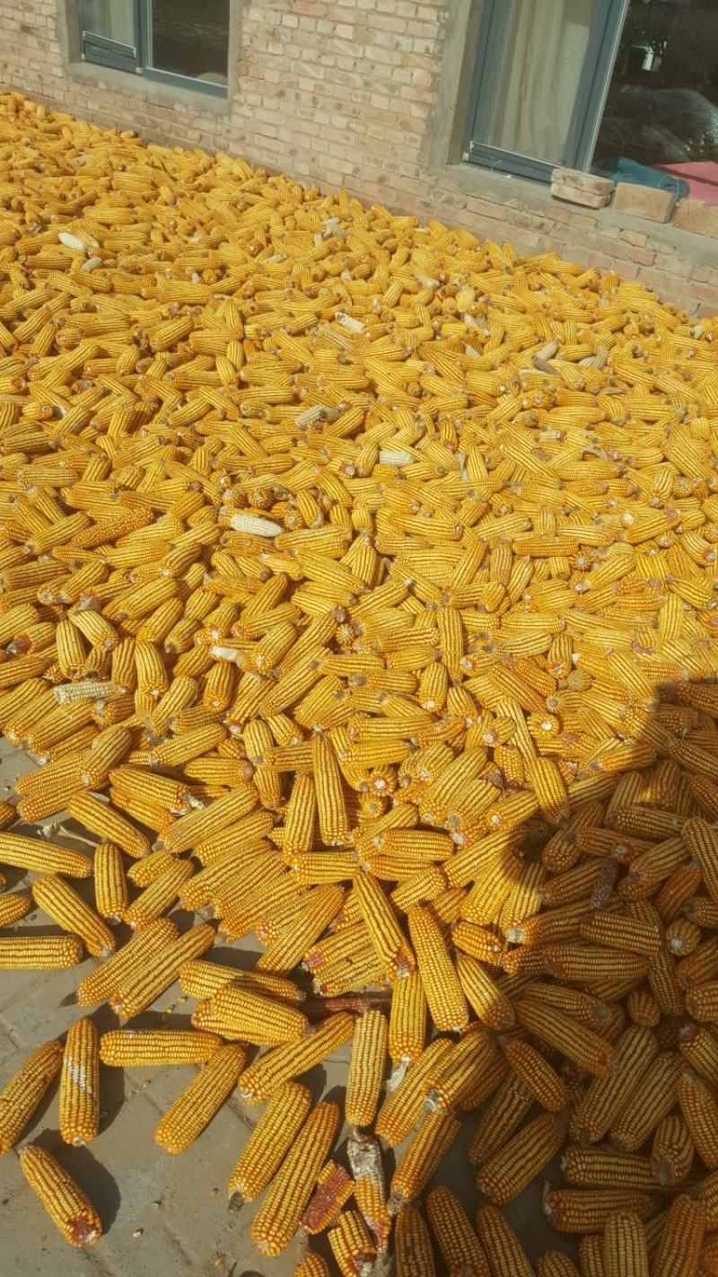 陕北秋粮玉米大量上市