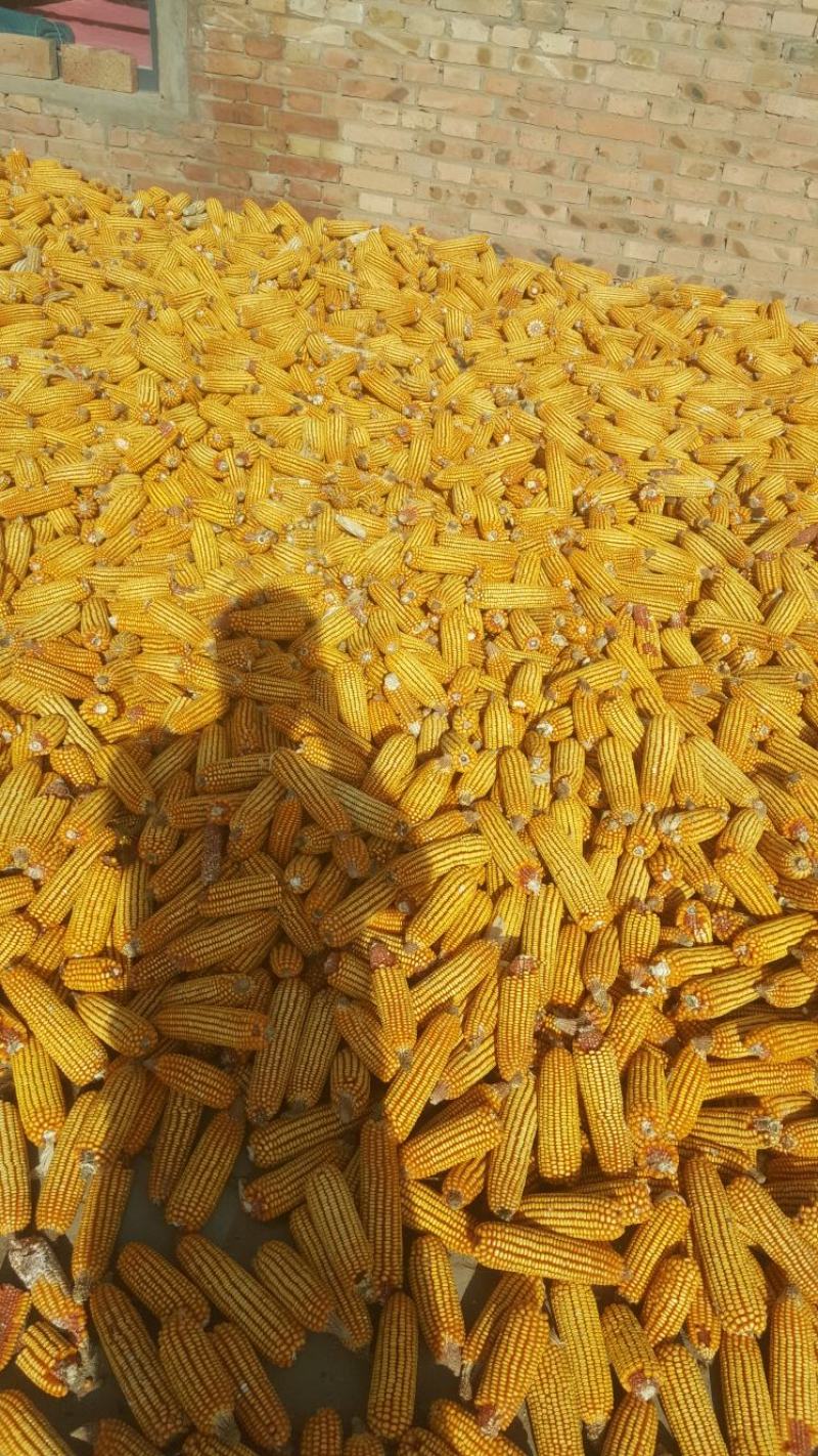陕北秋粮玉米大量上市