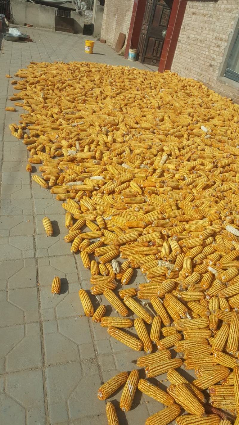 陕北秋粮玉米大量上市