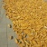 陕北秋粮玉米大量上市