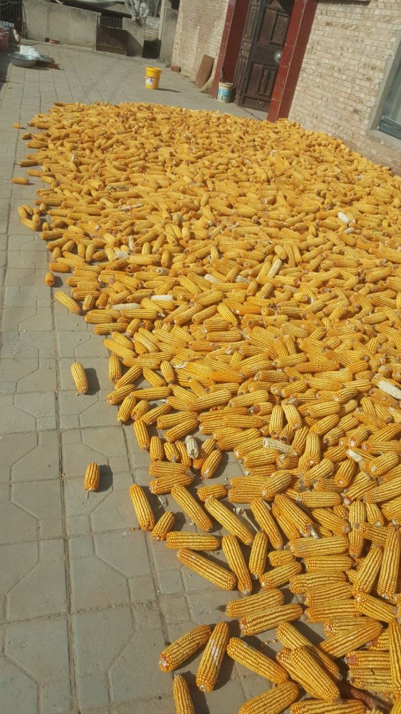 陕北秋粮玉米大量上市