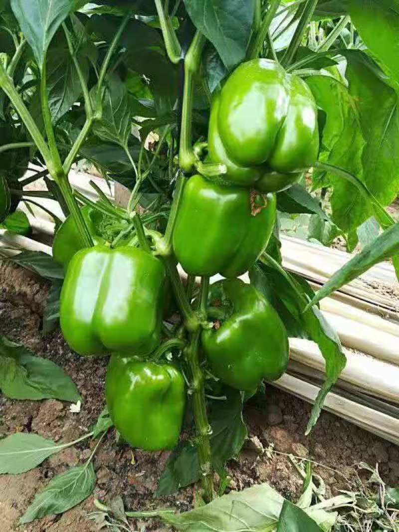 菜椒苗圆椒苗方椒苗红彩椒苗黄彩椒苗紫彩椒苗