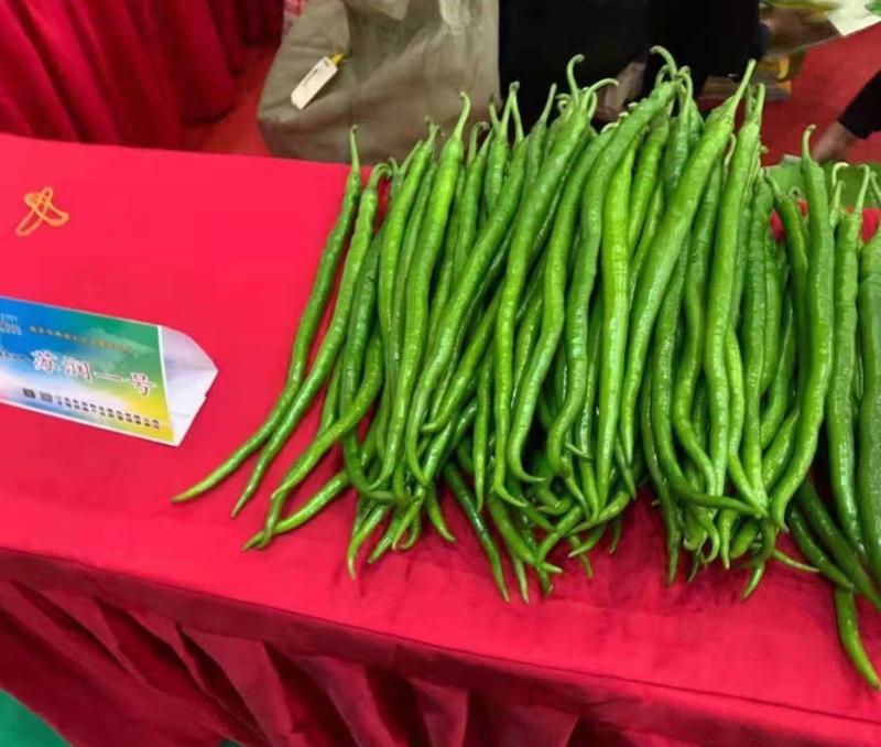 苏润一号线椒种子绿色特长果条椒种子高产抗病基地专用辣椒