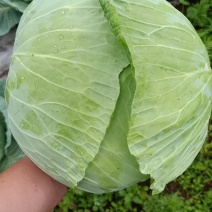 包菜平包菜大量供应欢迎采购诚信经营一次合作终生朋友