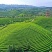 【口粮茶】贵州高原茶/机制贵州绿茶，毛峰/毛尖
