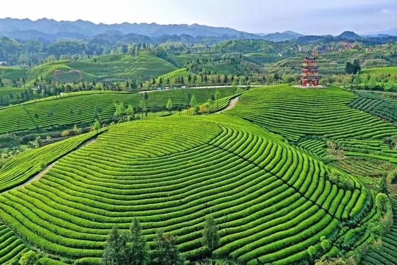 【口粮茶】贵州高原茶/机制贵州绿茶，毛峰/毛尖