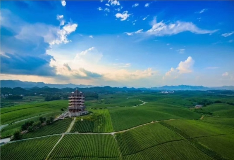 【口粮茶】贵州高原茶/机制贵州绿茶，毛峰/毛尖
