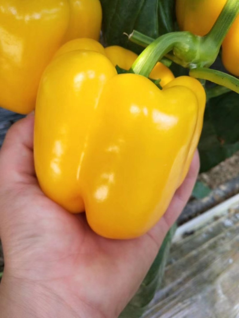 菜椒苗圆椒苗方椒苗红彩椒苗黄彩椒苗紫彩椒苗