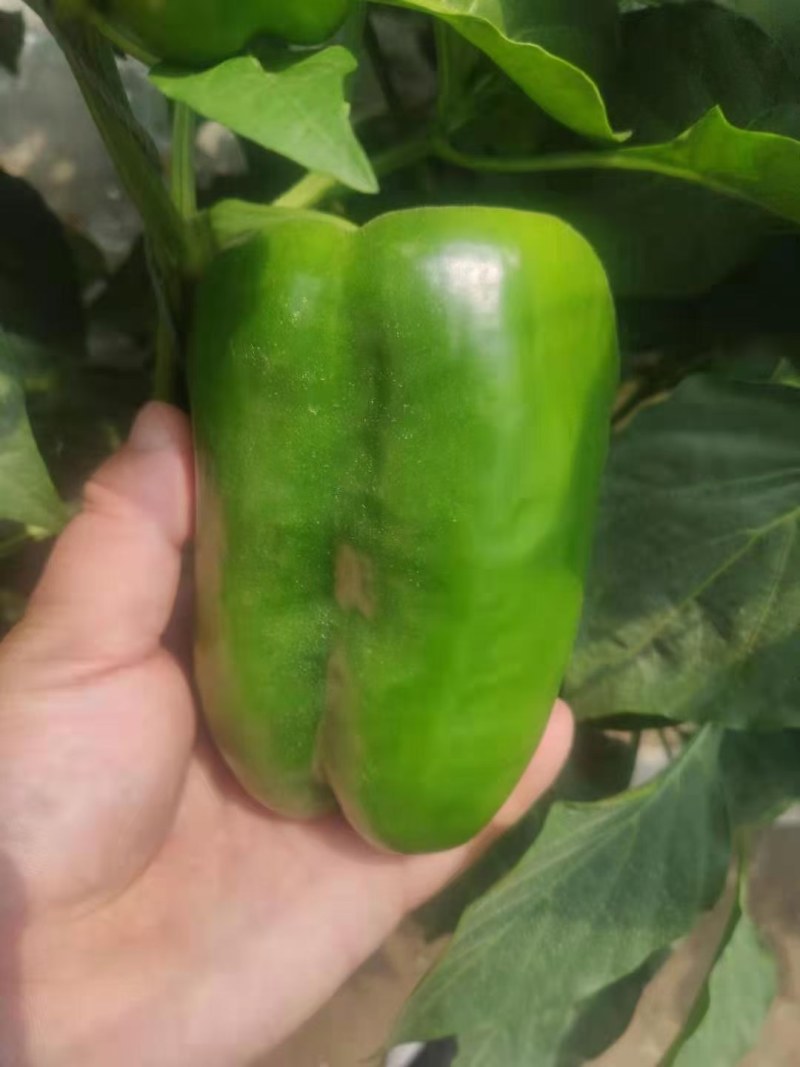 菜椒苗圆椒苗方椒苗红彩椒苗黄彩椒苗紫彩椒苗