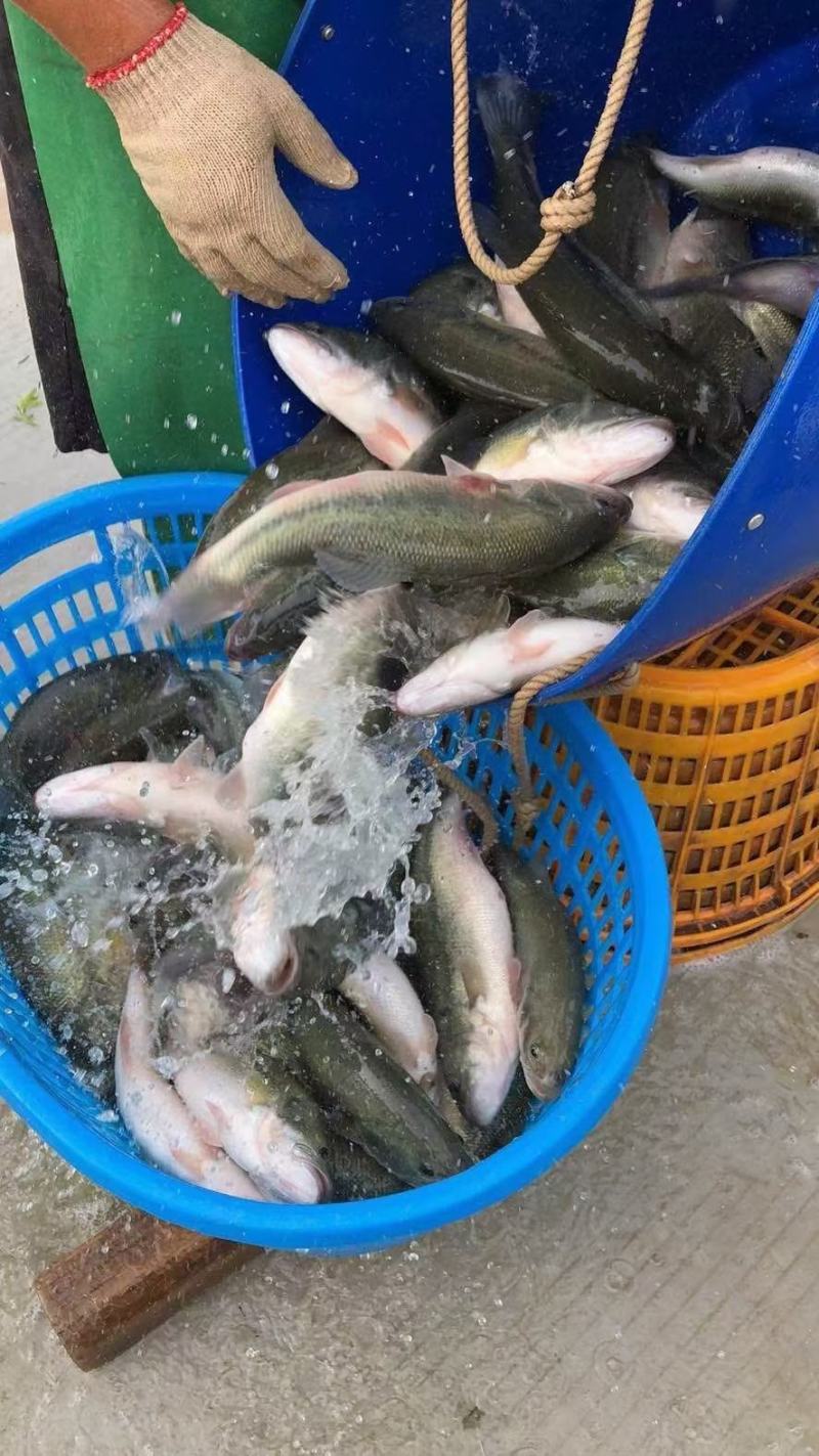 鲈鱼柳，免浆鱼片，厂家直销没有中间商赚差价
