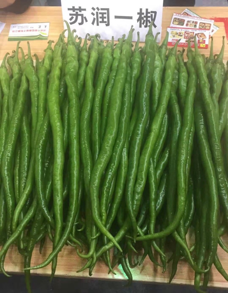 正宗苏润一椒种子特长果条椒苏润858苏润一号线椒种子
