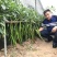 正宗苏润一椒种子特长果条椒苏润858苏润一号线椒种子