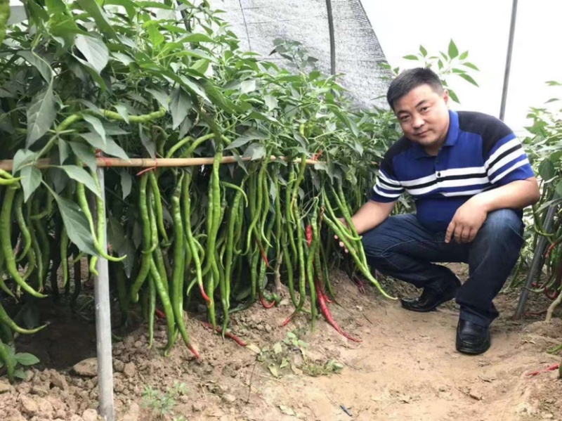 正宗苏润一椒种子特长果条椒苏润858苏润一号线椒种子