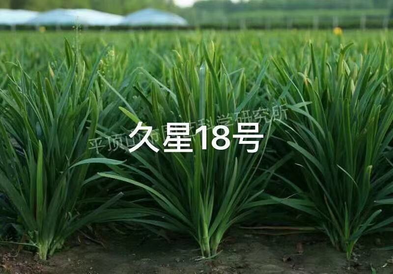 久星16久星18号韭菜种子不易干尖耐贮运叶片肥厚不休眠