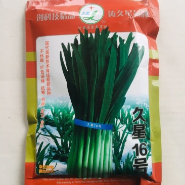 久星16久星18号韭菜种子不易干尖耐贮运叶片肥厚不休眠