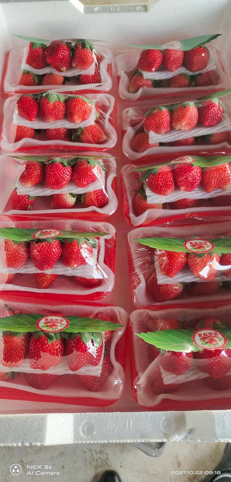 天仙醉草莓苗一年苗矮壮驯化苗免费提供技术支持