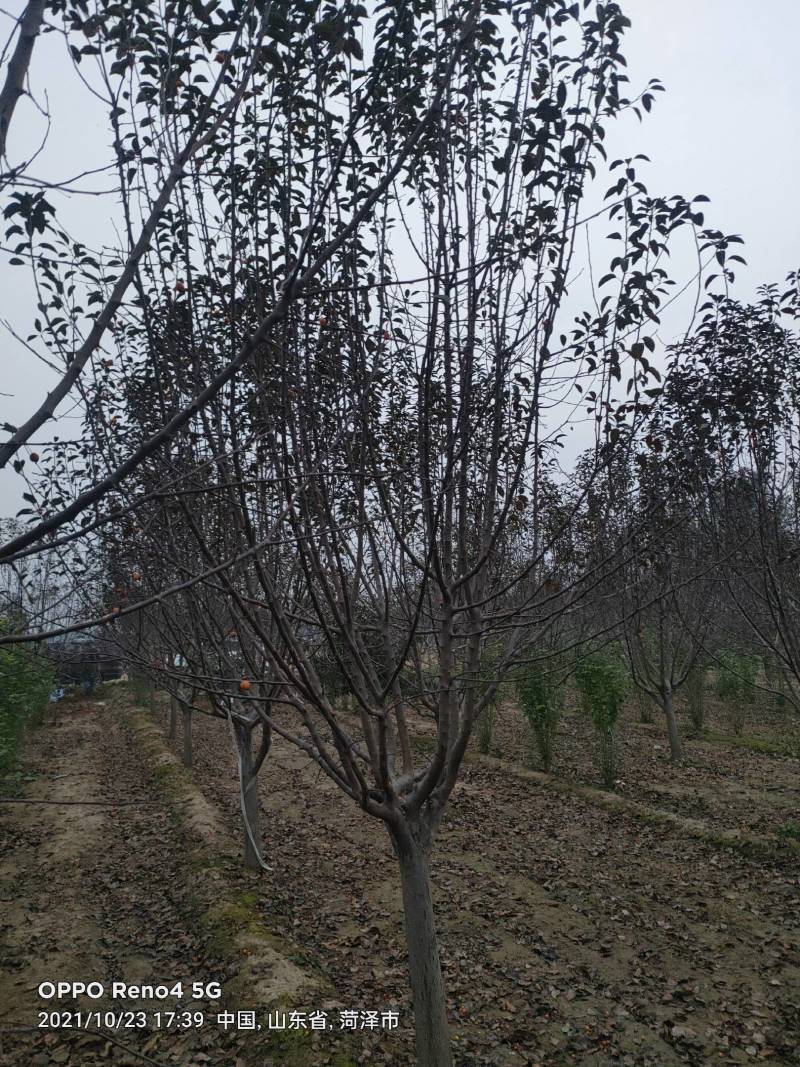 绚丽海棠