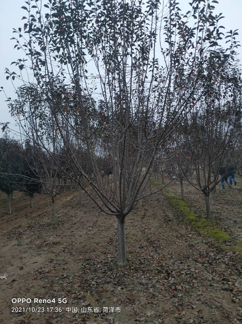 绚丽海棠