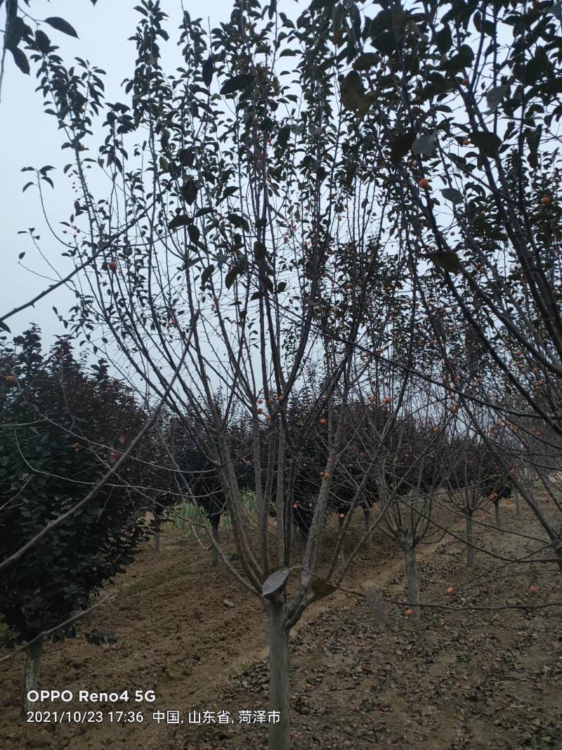 绚丽海棠