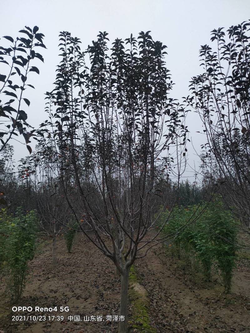 绚丽海棠